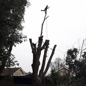 Tree Surgery and Care